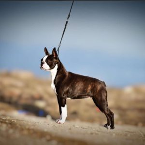 Diva_Boston_Rubicona06