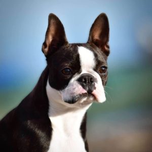 Diva_Boston_Rubicona_2026_03