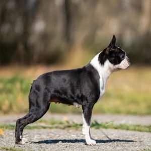 Diva_Boston_Zejna